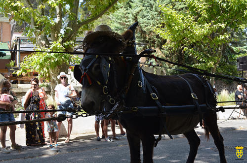 Fête votive 2019 - Cavalcade WEB (217)